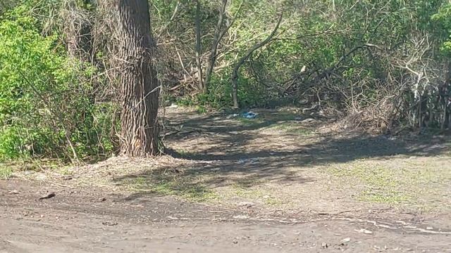 Новая лестница. Городской парк. смотреть онлайн