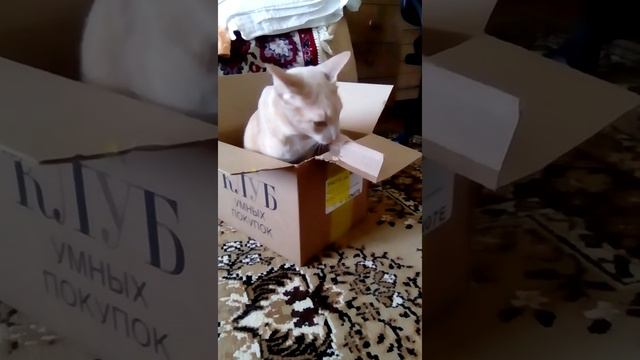 Кот и коробка:))) Смешное видео, видео прикол:) смотреть онлайн