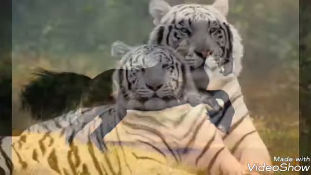 Какое ты животное по гороскопу?))) смотреть онлайн