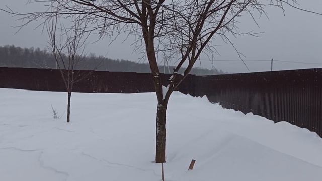 Зима за городом | В лес с собакой | Конная прогулка от первого лица смотреть онлайн