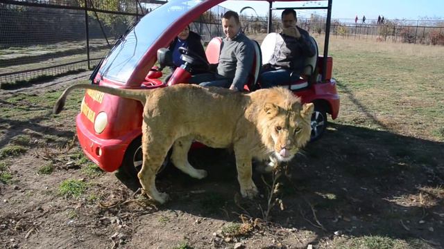 Выпускаем Филю на свободу ! "Я большой ,сильный и страшно красивый лев !" смотреть онлайн
