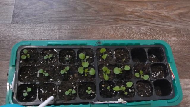 всходы петунии