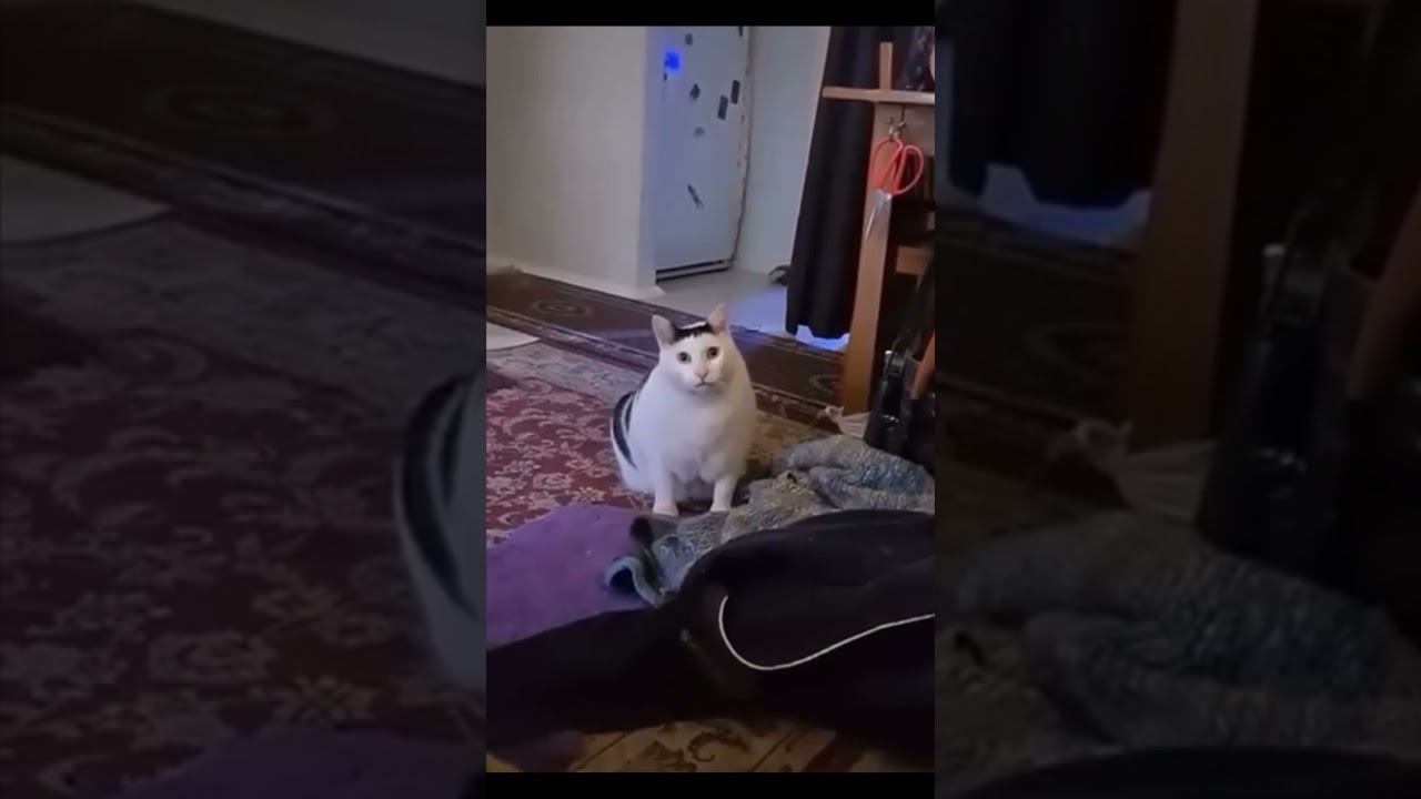 Когда даже кот в курсе..