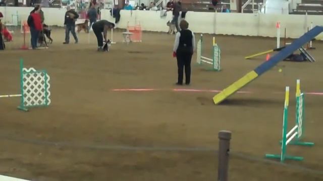 Boston Terrier Agility Flyboy Ralph+Jigsaw AKC Agility смотреть онлайн