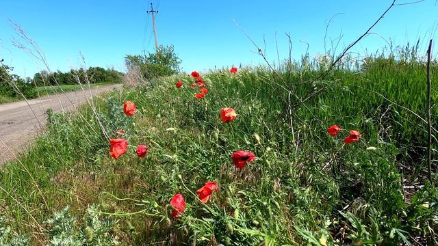 Заповедное урочище "Донское ковыльное". смотреть онлайн