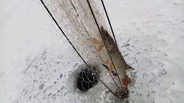 Хапуга ловит. смотреть онлайн