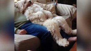 Самые добрые собаки в мире - голдендудли. Только посмотрите на них.