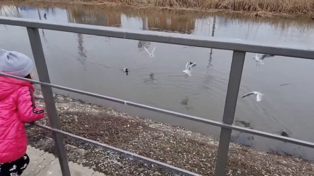 На #пруд прилетели #чайки и альбатросы. Кормим птиц смотреть онлайн