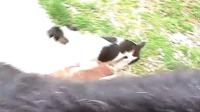 Giant Schnauzer Vs Jack Russell Terrier 2