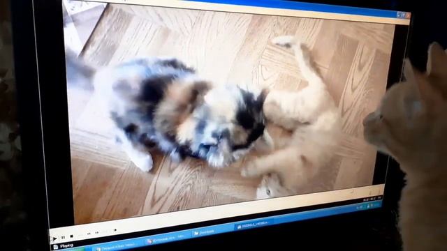 Котенок и монитор | Kitten and the monitor смотреть онлайн