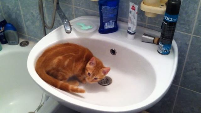 Котяка-копака! смотреть онлайн