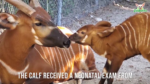 Naples Zoo Announces Birth of Critically Endangered Eastern Bongo смотреть онлайн