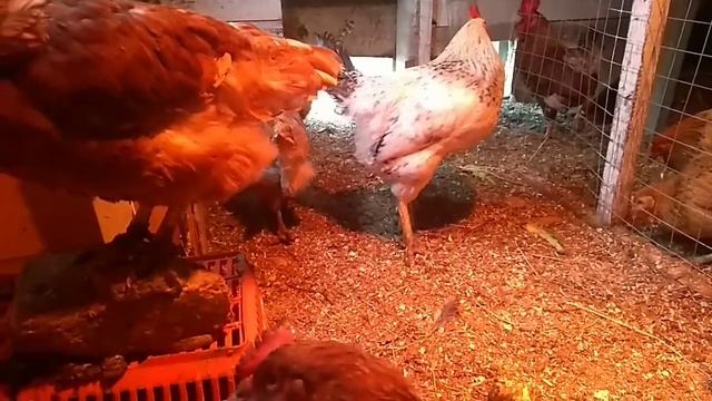 Линька у кур осенью смотреть онлайн