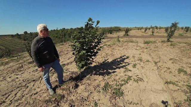 Сад фундука в Страшенском районе / Площадь 7,5 Га / Посадка Осень 2019 / Giffoni, Romana, Nochione смотреть онлайн