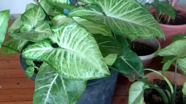 Syngonium plant/care and propagation.. смотреть онлайн
