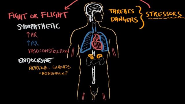 Responding to stress | Processing the Environment | MCAT | Khan Academy смотреть онлайн