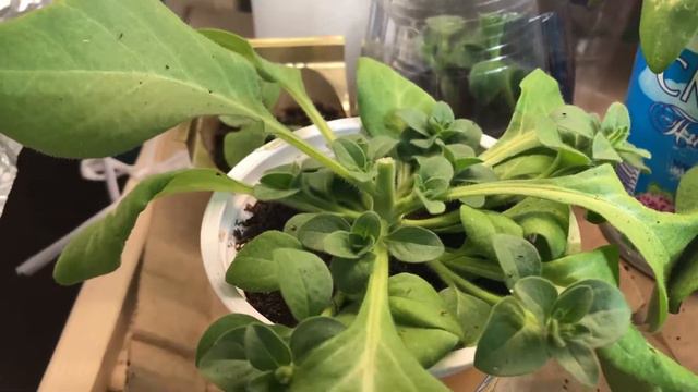 Обзор рассады на 18.04.2022. Петунии 1,5 месяца, эустоме 3,5 месяца смотреть онлайн