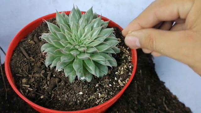graptoveria silver star suculentas donsuculento смотреть онлайн