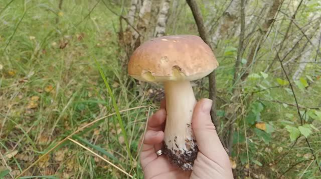 Собираем грибы на даче - август 2024 смотреть онлайн