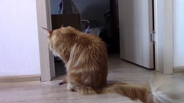 Зачем кот зарывает еду? смотреть онлайн