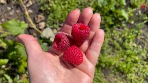 Сбор малины Красная королева и Гигант Московский в Кузбассе