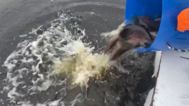 Запуск форели по первому снегу! смотреть онлайн