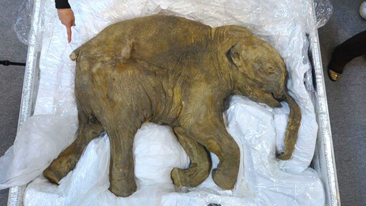 7 Жутких Вещей Найденных во Льдах смотреть онлайн