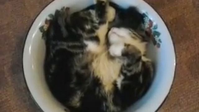 Разговаривающий кот в тазике смотреть онлайн