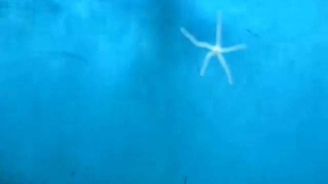 cutest dancing starfish ever. shark bait ooh haha смотреть онлайн