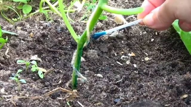 Йод и зеленка—спасение огурцов от болезней смотреть онлайн