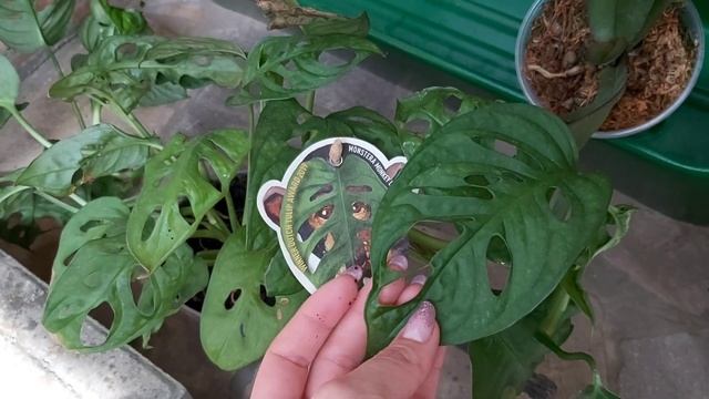 Новое растение дома, розовая принцесса очень дорогая$$$ Яйца просто огонь синие?/ Инкубация селадон смотреть онлайн