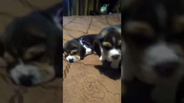 Спокойньlй и беспокойньlй кобель Бигль смотреть онлайн