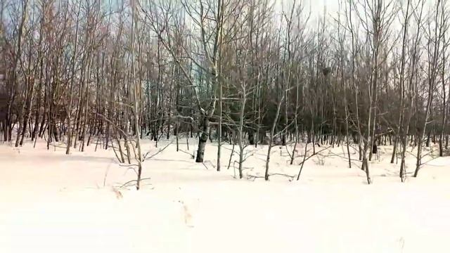 ПРИРОДА РОДНОГО КРАЯ!✨(ОФИЦИАЛЬНЫЙ КЛИП) смотреть онлайн