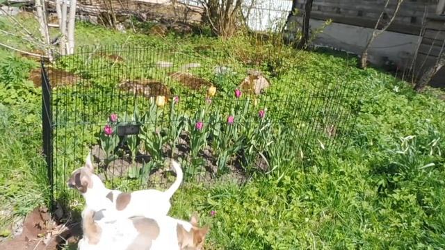 ПРАЗДНУЕМ День рождение Лёвчика ! 14/05/2022 ПРОДАЮ щенков ЧИХУАХУА питомник собак "Мари Мистик" смотреть онлайн