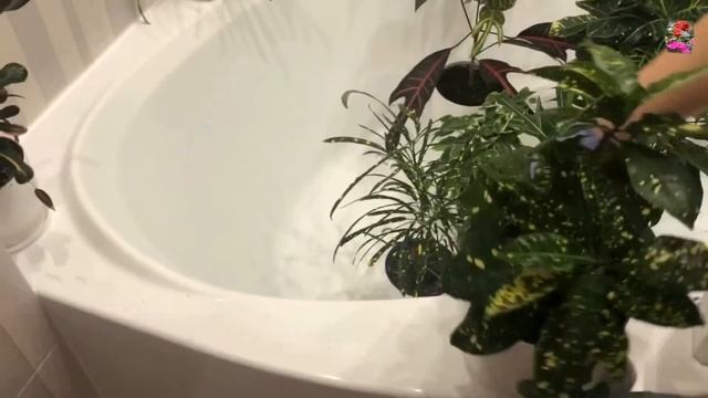 Паутинный клещ. Как победить паутинного клеща на комнатных растениях (часть II) смотреть онлайн