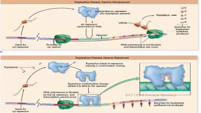 Bio 181 Chapter 16 смотреть онлайн