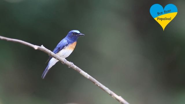 ЩО ОЗНАЧАЕ, КОЛИ У ВІКНО СТУКАЕ ПТАШКА? ШО РОБИТИ? ЗНАЧЕННЯ ТА НАРОДНІ ПОВІР'Я смотреть онлайн