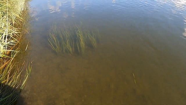 Рыбалка на Томи - Щука клюет. Так щуку я еще не ловил смотреть онлайн