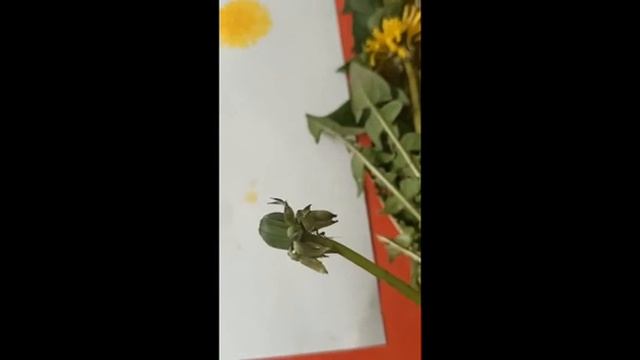 Мастер-класс "Рисуем одуванчики" смотреть онлайн