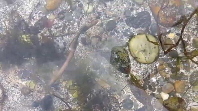 Sandworm/Ragworm смотреть онлайн