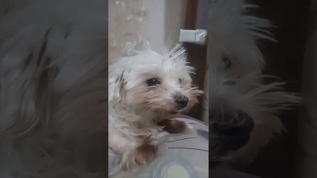 Собака боится стричь ногти смотреть онлайн