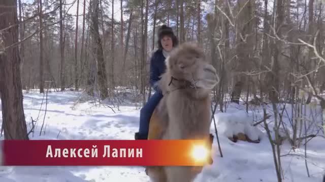 в мире животных смотреть онлайн