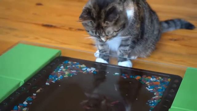 СМЕШНЫЕ РОЗЫГРЫШИ над КОТАМИ! /а ну-ка давай-ка канал\