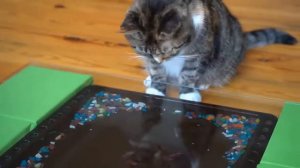 СМЕШНЫЕ РОЗЫГРЫШИ над КОТАМИ! /а ну-ка давай-ка канал\