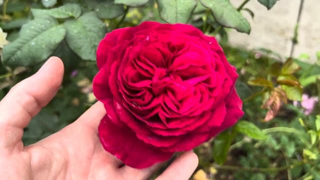 Rosa Proper Job aka Rosa Gospel - Rose Review смотреть онлайн