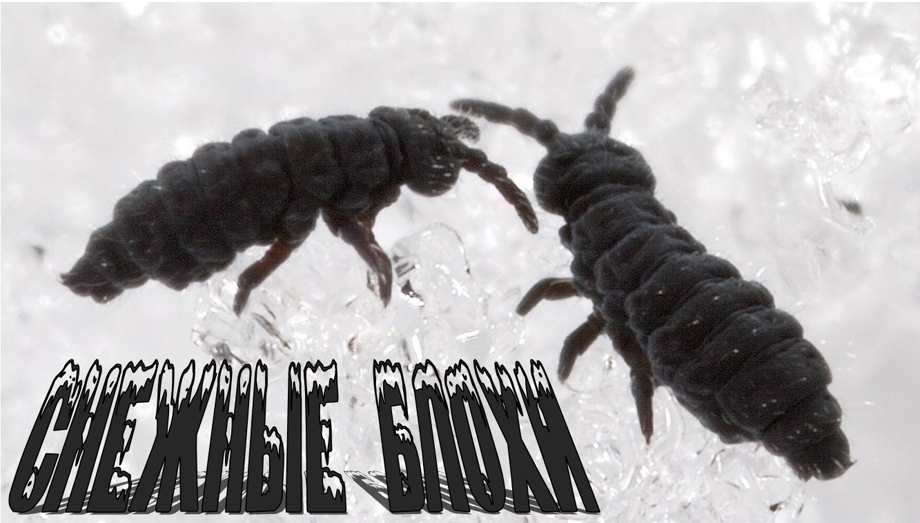 Снежные блохи - Глетчерная блоха (лат. Desoria Saltans)