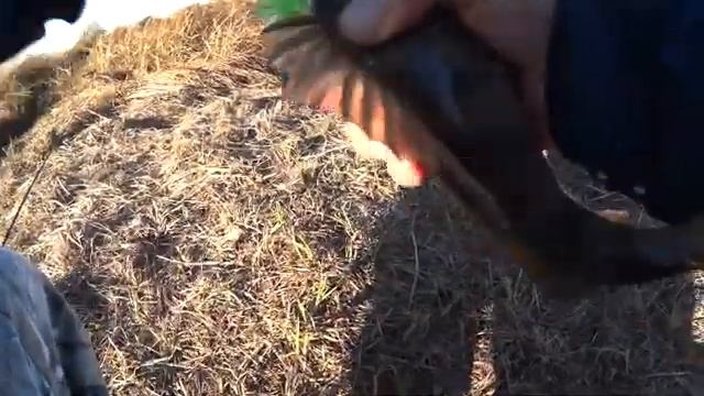 Рыбалка осенью. Закрытие сезона жидкой воды. смотреть онлайн