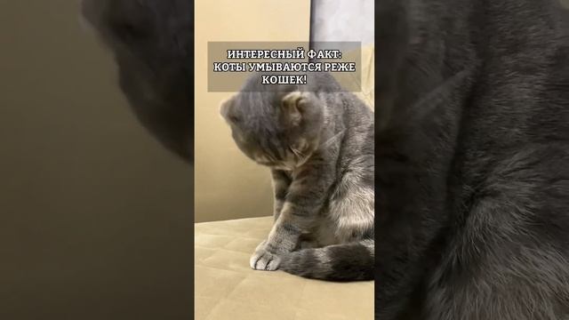 Стихийное вдохновение