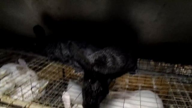 ВЫБОР ПОРОДЫ: БЕЛЫЙ ПАННОН или СЕРЕБРИСТЫЙ смотреть онлайн
