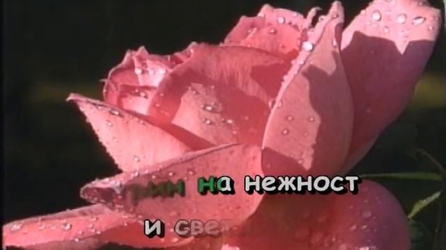 ДОНИ И МОМЧИЛ - ДИВА РОЗА - КАРАОКЕ смотреть онлайн